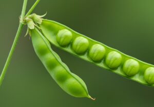 hamaay pea